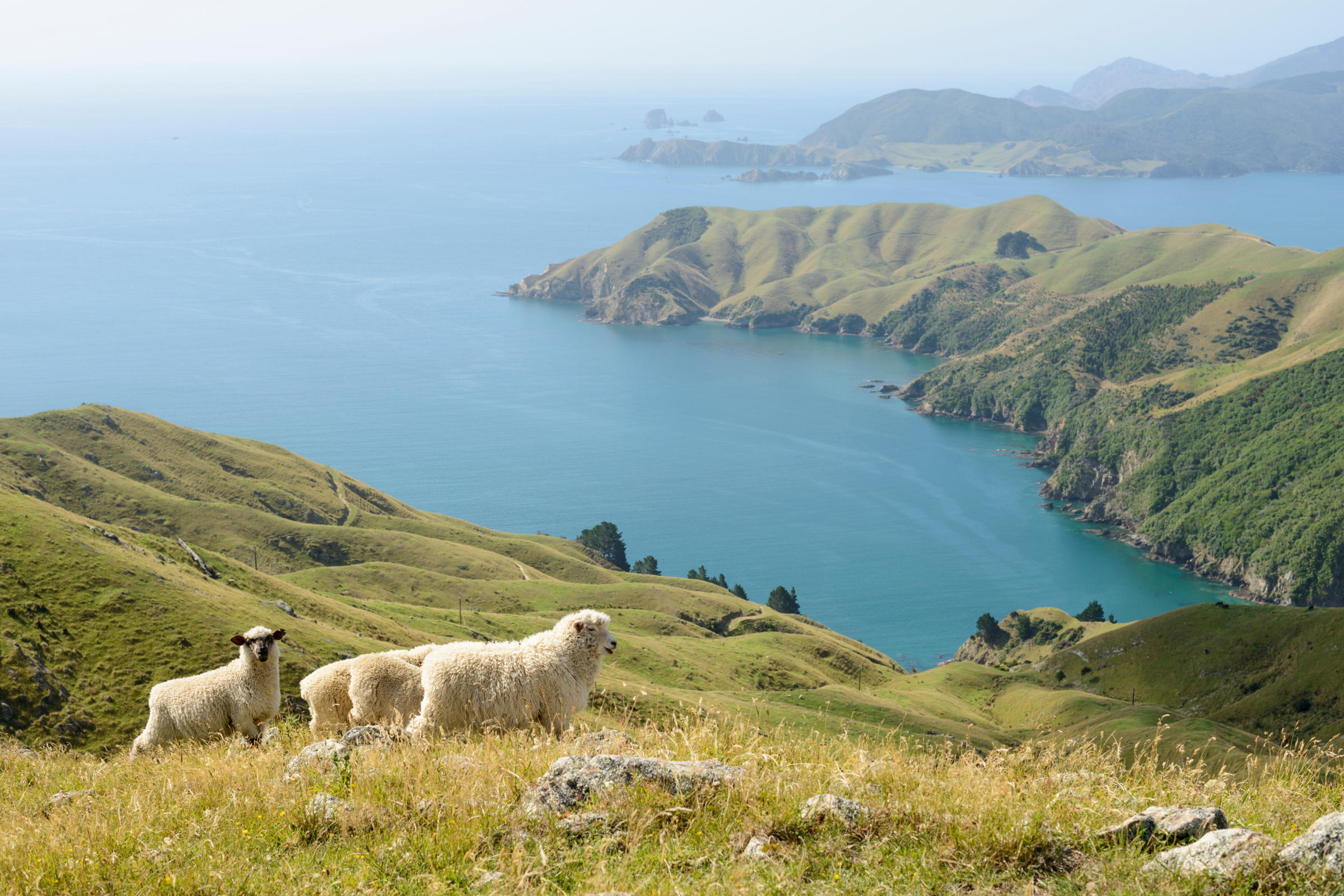 123 marlborough sounds.webp
